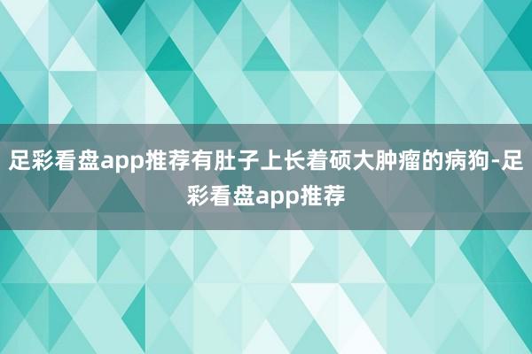 足彩看盘app推荐有肚子上长着硕大肿瘤的病狗-足彩看盘app推荐